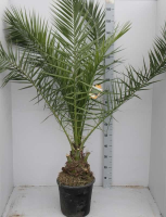 Phoenix canariensis   pot   130 140 cm
