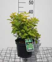Philadelphus coronarius 'Aureus'   pot   30 40 cm  