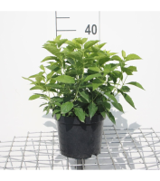 Philadelphus coronarius   pot   50 60 cm  