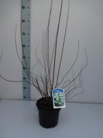Philadelphus 'Dame Blanche'   pot   50 60 cm
