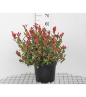 Photinia x fraseri 'Camilvy'   pot   40 60 cm