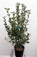 Photinia x fraseri 'Carré Rouge'   pot 15L   100 125 cm