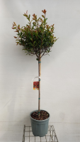 Photinia x fraseri 'Carré Rouge'   pot 15L   halfstam boom  