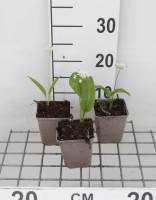 Allium ursinum   Daslook   pot 9x9 cm  