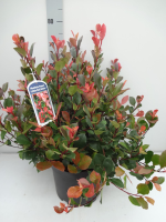Photinia x fraseri 'Little Red Robin'   pot 10L   40 50 cm