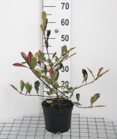 Photinia x fraseri 'Cassini' (Pink Marble)   pot   40 60 cm