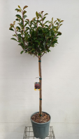 Photinia x fraseri 'Red Robin'   pot 15L   halfstam boom