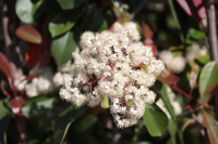 Photinia x fraseri 'Red Robin'   pot 30L   halfstam boom