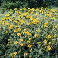 Phlomis fruticosa   pot 2L