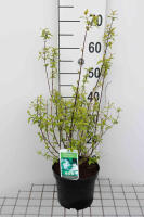 Philadelphus 'Manteau d'Hermine'   pot   40 50 cm  