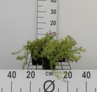 Phlox 'Moerheimii'   pot 9x9 cm