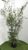 Phyllostachys nigra   pot 10L   125 150 cm