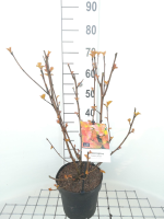 Physocarpus opulifolius 'Jefam' (Amber Jubilee)   pot 3L   40 60 cm  