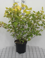 Physocarpus opulifolius 'Dart's Gold'   pot   30 40 cm  