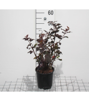 Physocarpus opulifolius 'Diabolo'   pot   30 40 cm  