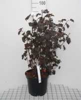 Physocarpus opulifolius 'Diabolo'   pot 10L   80 100 cm