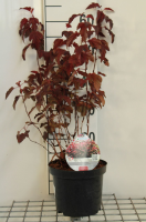 Physocarpus opulifolius 'HOOGI016' (Little Angel)   pot   40 50 cm