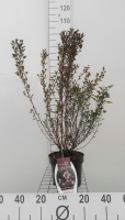 Physocarpus opulifolius 'Donna May' (Little Devil)   pot 3L   40 50 cm