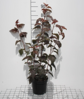 Physocarpus opulifolius 'Tuilad' (Lady in Red)   pot   40 60 cm