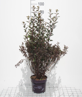Physocarpus opulifolius 'Seward' (Summer Wine)   pot   40 60 cm
