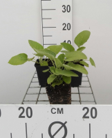 Phlomis russeliana   pot 9x9 cm  