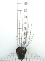 Philadelphus 'Snowbelle'   pot   50 60 cm