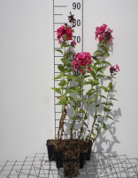 Phlox 'Tenor'   pot 9x9 cm  