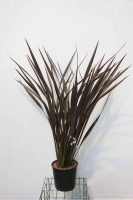 Phormium tenax 'Purpureum'   pot 10L   60 80 cm