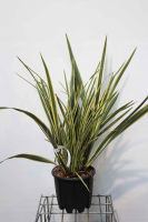 Phormium tenax 'Variegatum'   pot 10L   60 80 cm