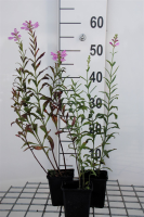 Physostegia virginiana 'Bouquet Rose'   pot 9x9 cm