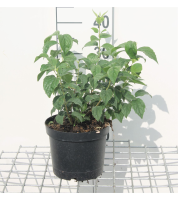 Philadelphus 'Virginal'   pot   50 60 cm