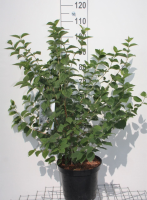 Philadelphus 'Virginal'   pot 10L   80 100 cm
