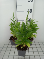 Physostegia virginiana 'Summer Snow'   pot 9x9 cm