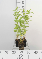Phlox 'White Admiral'   pot 9x9 cm