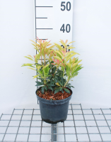 Pieris 'Forest Flame'   pot 2L   20 30 cm