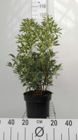 Pieris 'Flaming Silver'   pot 5L   30 40 cm