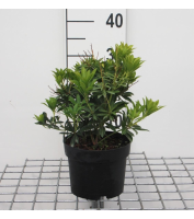 Pieris japonica 'Debutante'   pot 2L   20 30 cm