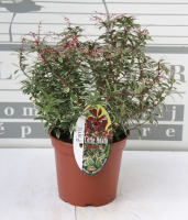 Pieris japonica 'Little Heath'   pot 2L   20 30 cm