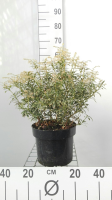 Pieris japonica 'Little Heath'   pot 5L   30 40 cm