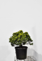 Pinus mugo subsp. Mugo   pot 15L   40 50 cm