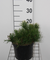 Pinus mugo var. Pumilio   pot   20 30 cm  