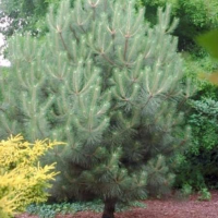 Pinus nigra subsp. Nigra   aardekluit   80 100 cm