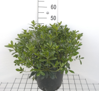 Pittosporum tobira 'Nanum'   pot 10L   40 50 cm