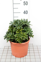 Pittosporum tobira 'Nanum'   pot 3L   25 30 cm