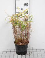 Pleioblastus argenteostriatus f. Pumilus   pot 2L