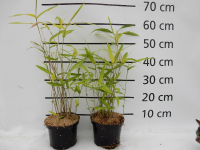 Pleioblastus auricomus   pot 2L