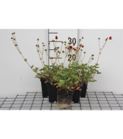 Potentilla atrosanguinea   pot 9x9 cm