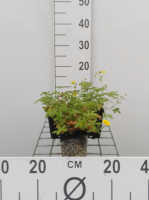 Potentilla aurea   pot 9x9 cm