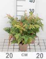 Polystichum braunii   pot 9x9 cm  