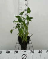Pontederia cordata   pot 9x9 cm  